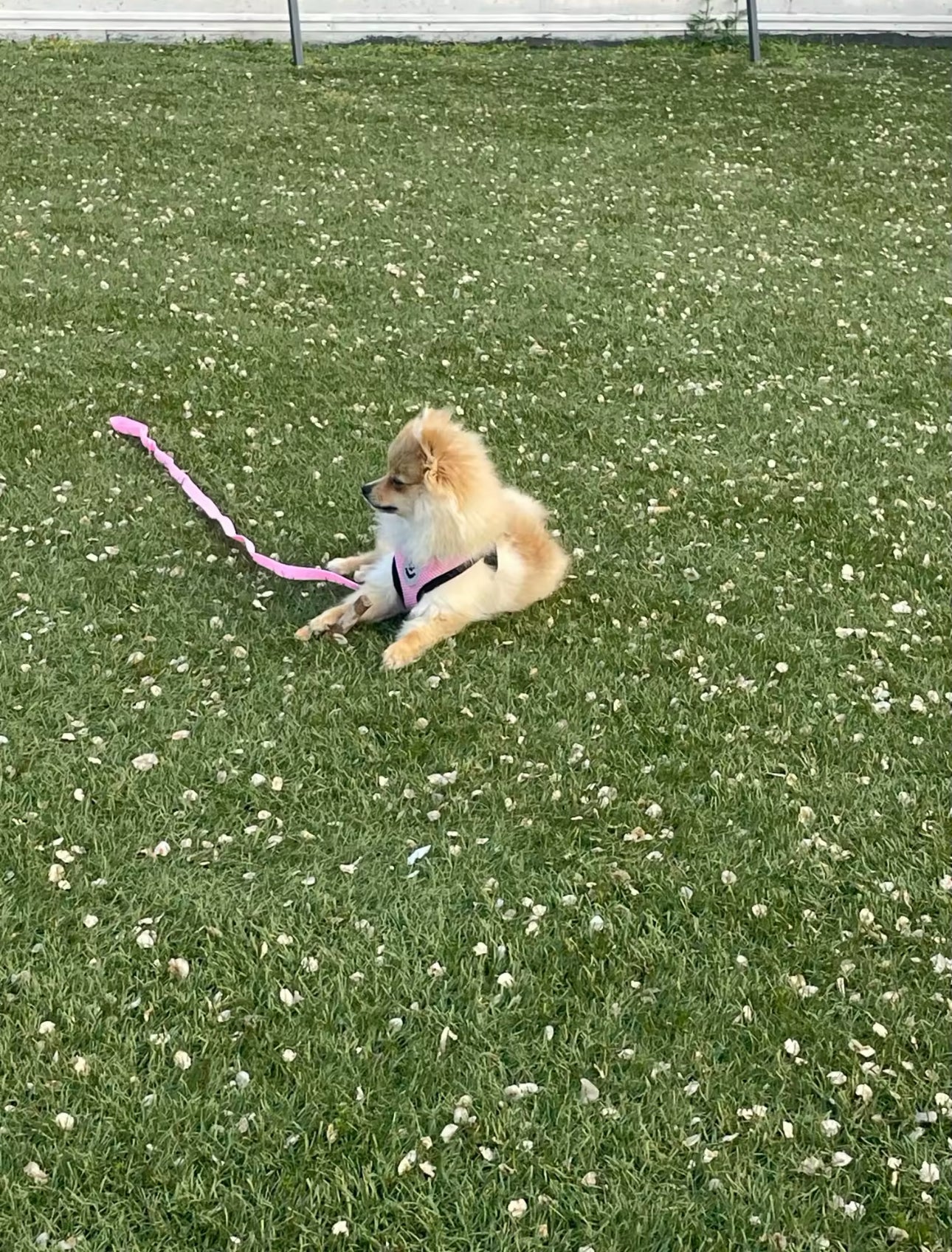 TracheaGuard® No-Pull Harness by MiniPaw® 🐾