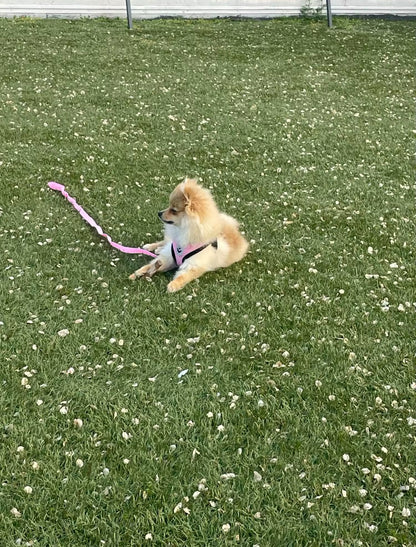 TracheaGuard® No-Pull Harness by MiniPaw® 🐾