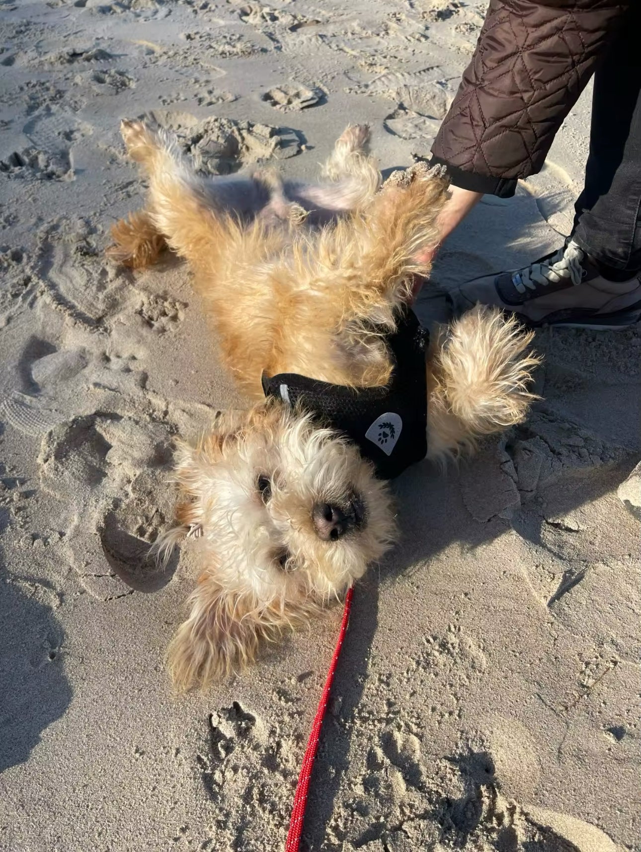 TracheaGuard® No-Pull Harness by MiniPaw® 🐾