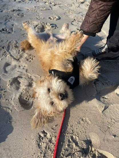 TracheaGuard® No-Pull Harness by MiniPaw® 🐾