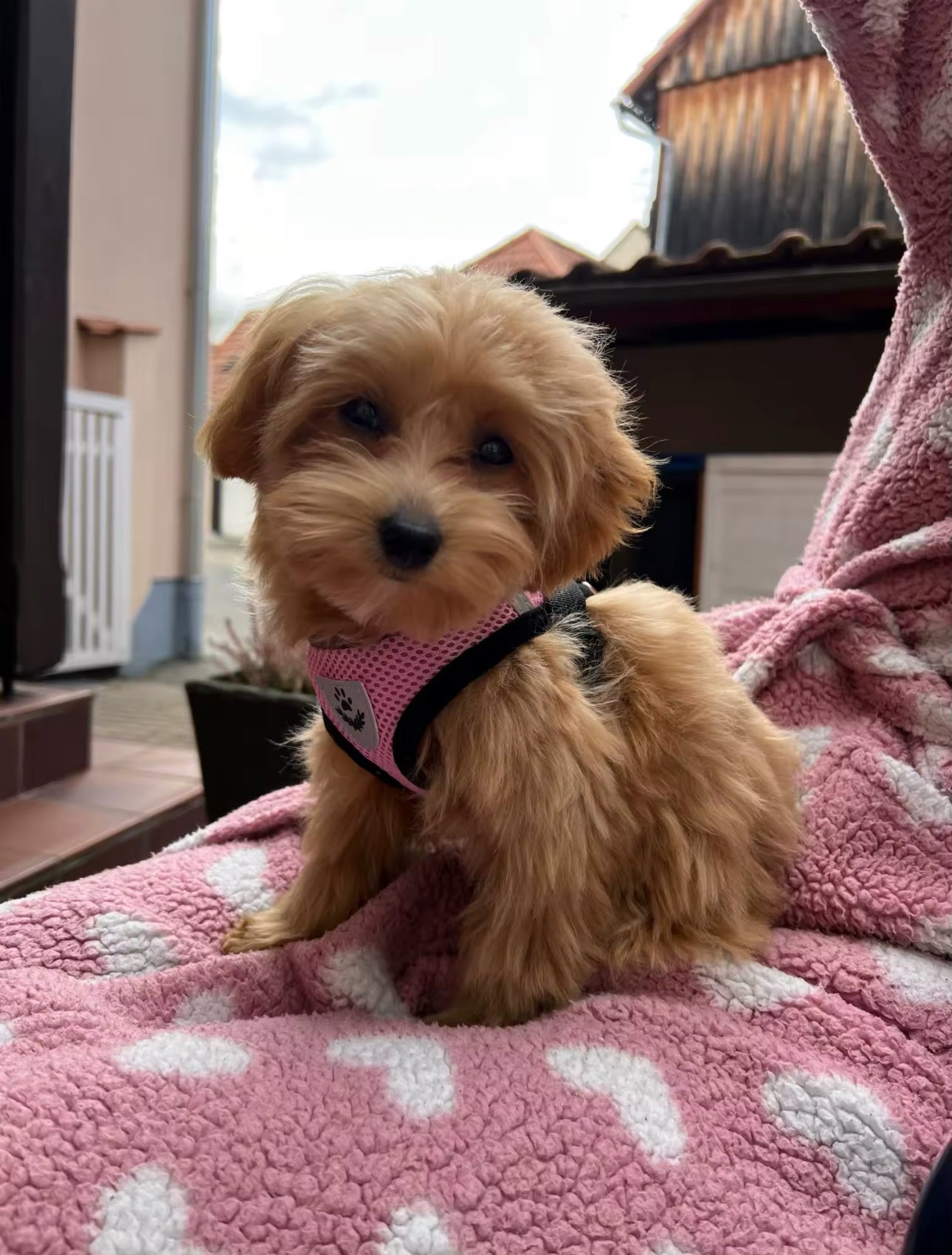 TracheaGuard® No-Pull Harness by MiniPaw® 🐾