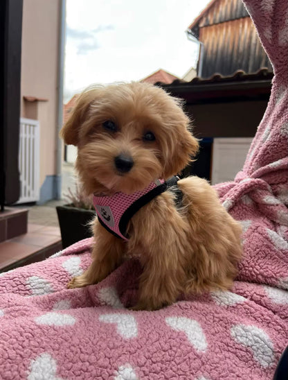 TracheaGuard® No-Pull Harness by MiniPaw® 🐾
