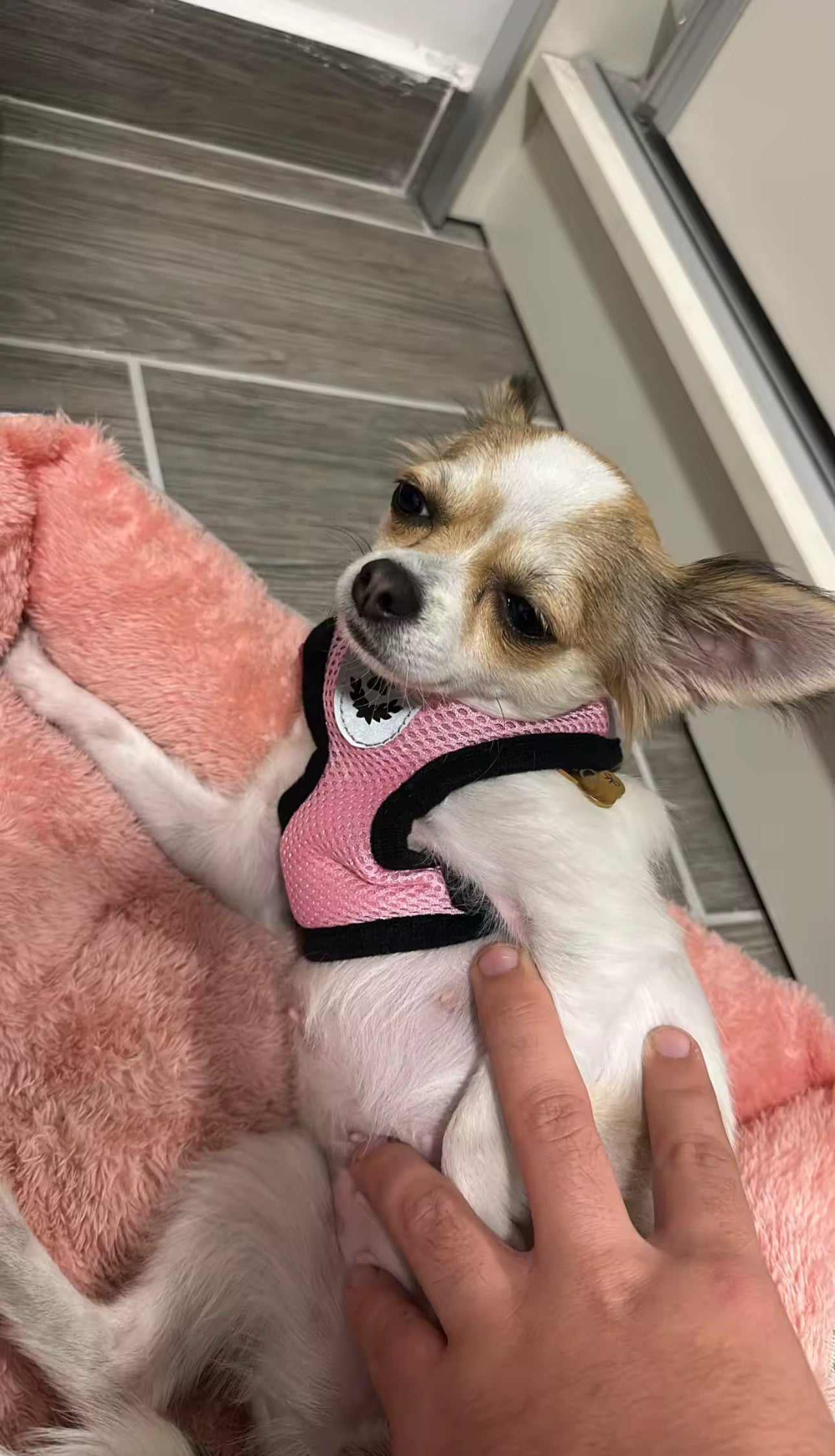 TracheaGuard® No-Pull Harness by MiniPaw® 🐾