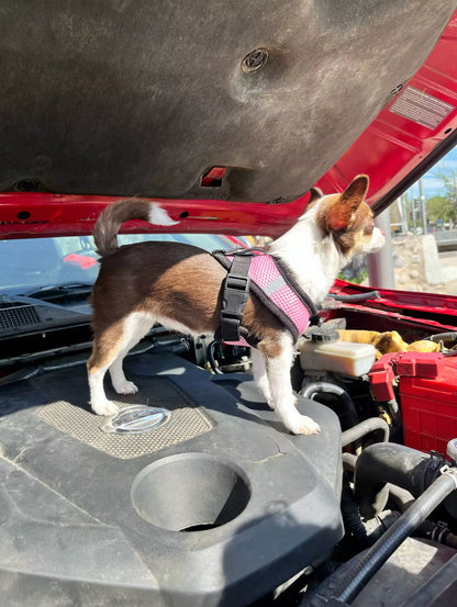 TracheaGuard® No-Pull Harness by MiniPaw® 🐾