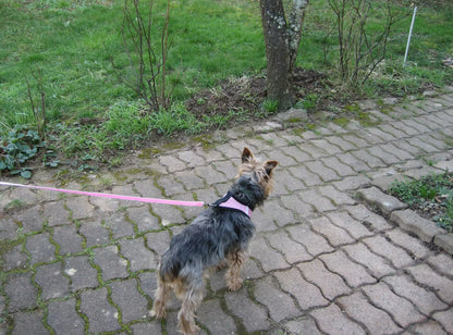 TracheaGuard® No-Pull Harness by MiniPaw® 🐾