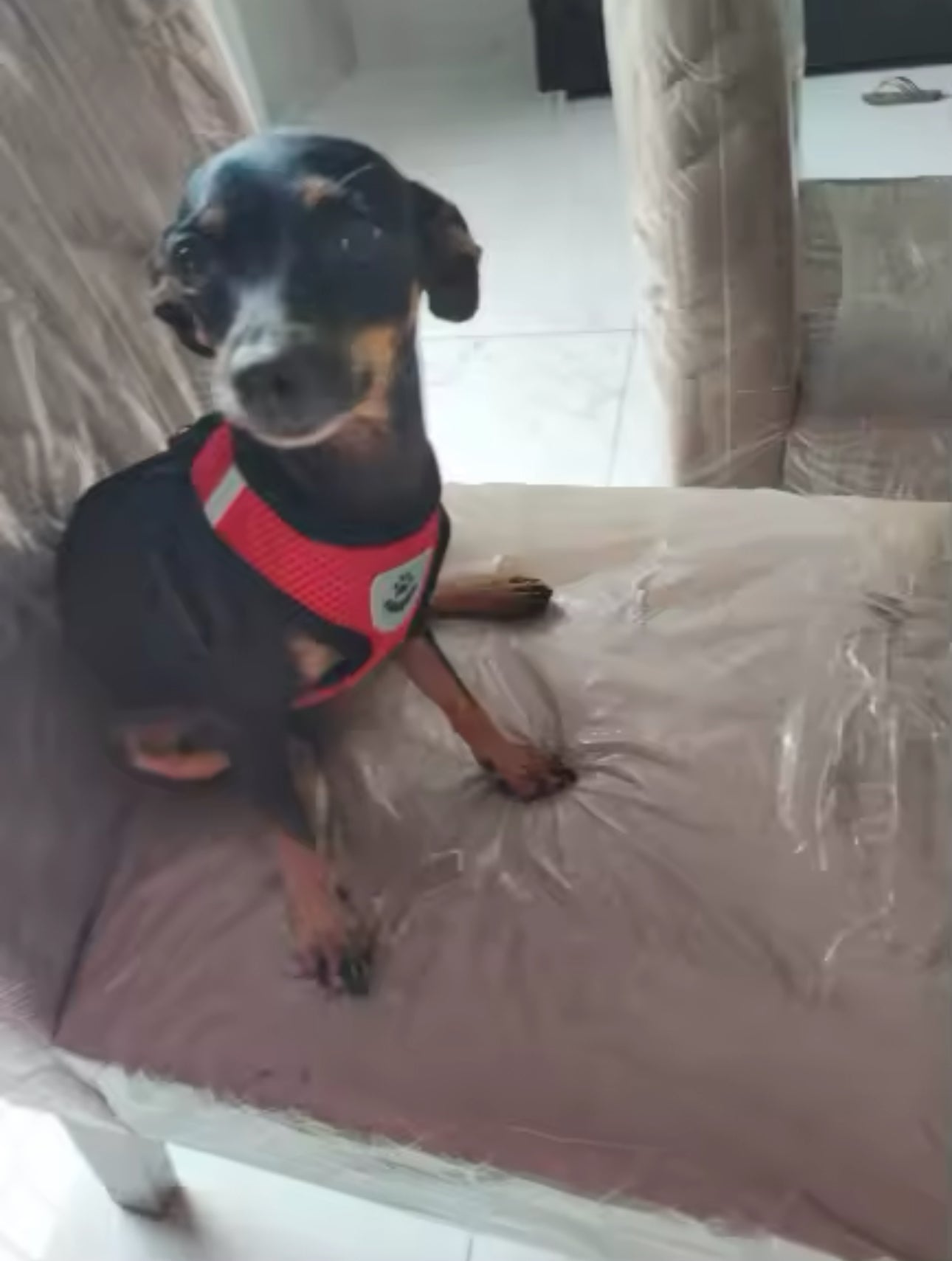 TracheaGuard® No-Pull Harness by MiniPaw® 🐾